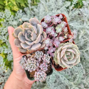 Pastel Succulents Live Plant Set - 4 Plants, 2 inch Pots - Indoor & Outdoor - Image 1