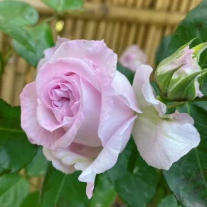 Patchouli Hybrid Tea Rose Live Plant - 1 Gallon, Fragrant Lavender Blooms - Image 2