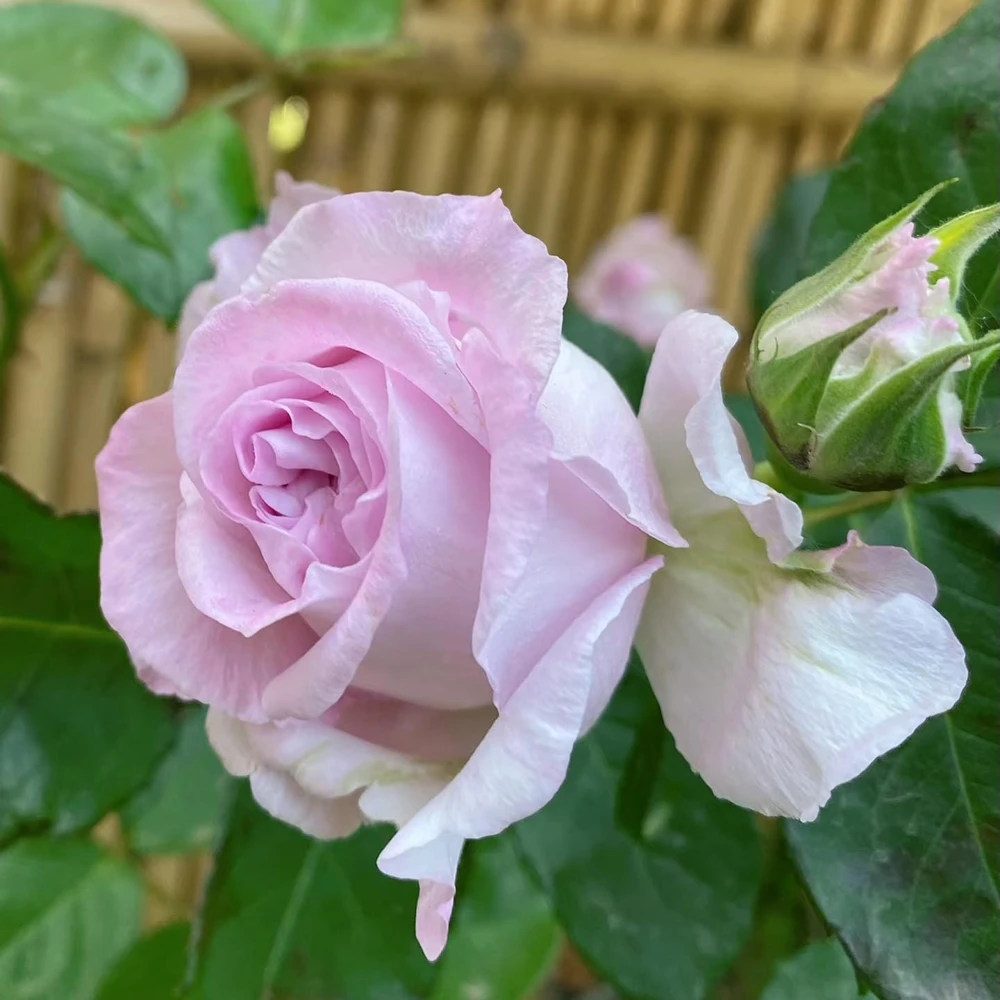 Patchouli Hybrid Tea Rose Live Plant - 1 Gallon, Fragrant Lavender Blooms - Image 2