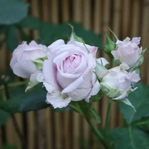 Patchouli Hybrid Tea Rose Live Plant - 1 Gallon, Fragrant Lavender Blooms - Image 3
