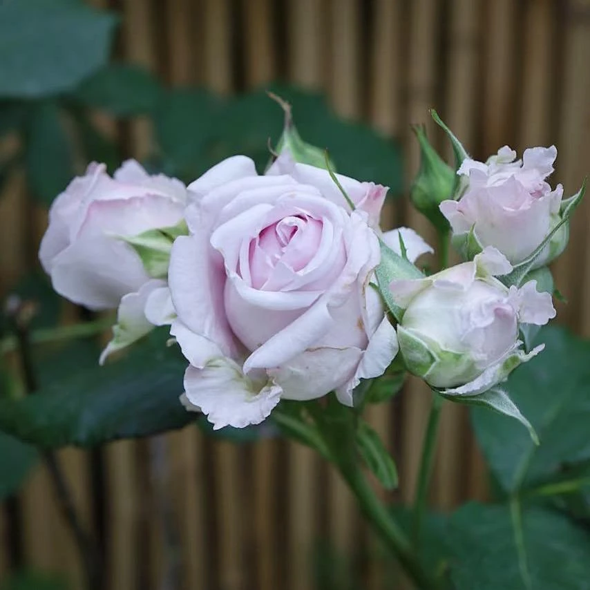 Patchouli Hybrid Tea Rose Live Plant - 1 Gallon, Fragrant Lavender Blooms - Image 3