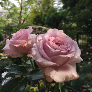 Patchouli Hybrid Tea Rose Live Plant - 1 Gallon, Fragrant Lavender Blooms - Image 4