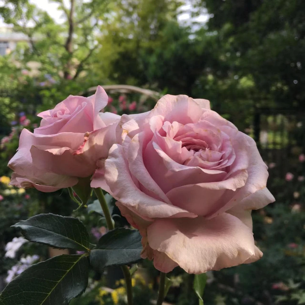Patchouli Hybrid Tea Rose Live Plant - 1 Gallon, Fragrant Lavender Blooms - Image 4