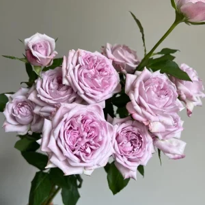 Patchouli Hybrid Tea Rose Live Plant - 1 Gallon, Fragrant Lavender Blooms - Image 5