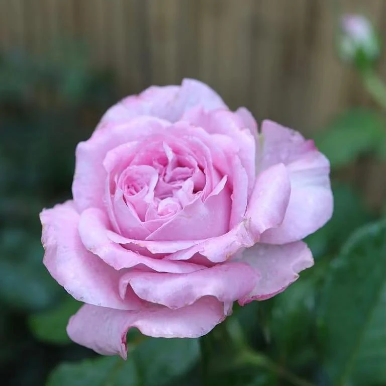 Patchouli Hybrid Tea Rose Live Plant - 1 Gallon, Fragrant Lavender Blooms - Image 6