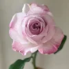 Patchouli Hybrid Tea Rose Live Plant - 1 Gallon, Fragrant Lavender Blooms - Image 1