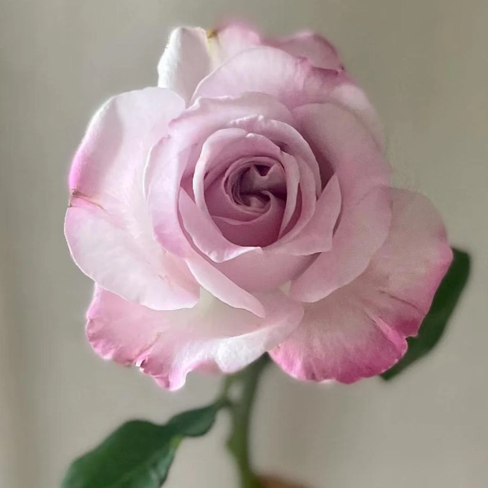 Patchouli Hybrid Tea Rose Live Plant - 1 Gallon, Fragrant Lavender Blooms - Image 1