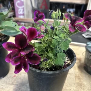 Pelargonium Royal Regal Geranium Live Plant - Fuchsia Burgundy Purple, 6 inch, Outdoor - Image 10