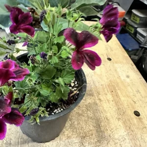 Pelargonium Royal Regal Geranium Live Plant - Fuchsia Burgundy Purple, 6 inch, Outdoor - Image 11