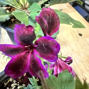 Pelargonium Royal Regal Geranium Live Plant - Fuchsia Burgundy Purple, 6 inch, Outdoor - Image 5