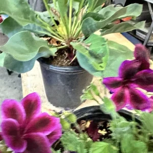 Pelargonium Royal Regal Geranium Live Plant - Fuchsia Burgundy Purple, 6 inch, Outdoor - Image 6