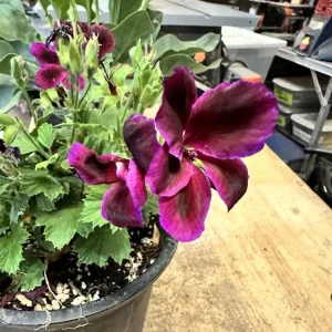 Pelargonium Royal Regal Geranium Live Plant - Fuchsia Burgundy Purple, 6 inch, Outdoor - Image 7