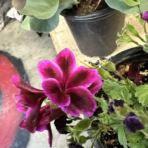 Pelargonium Royal Regal Geranium Live Plant - Fuchsia Burgundy Purple, 6 inch, Outdoor - Image 8