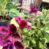 Pelargonium Royal Regal Geranium Live Plant - Fuchsia Burgundy Purple, 6 inch, Outdoor - Image 1