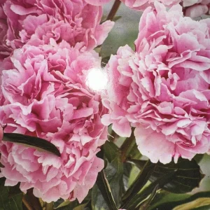 Peony Sarah Bernhardt Bare Root Bush - Double Pink Live Flower Plant - Image 2