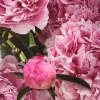 Peony Sarah Bernhardt Bare Root Bush - Double Pink Live Flower Plant - Image 1