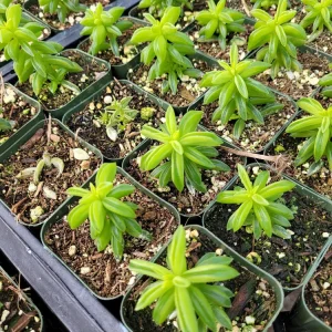 Peperomia Axillaris Live Plant – 2 Inch Pot – Compact Indoor Houseplant - Image 2