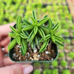 Peperomia Axillaris Live Plant – 2 Inch Pot – Compact Indoor Houseplant - Image 3