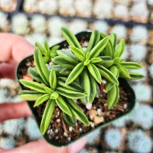 Peperomia Axillaris Live Plant – 2 Inch Pot – Compact Indoor Houseplant - Image 4