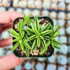 Peperomia Axillaris Live Plant – 2 Inch Pot – Compact Indoor Houseplant - Image 1
