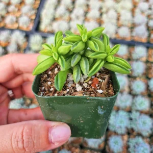 Peperomia Axillaris Live Plant – 2 Inch Pot – Compact Indoor Houseplant - Image 5
