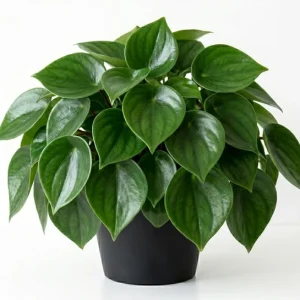 Peperomia Live Plant – Tropical Houseplant – 4