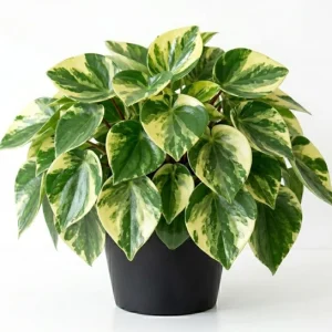 Peperomia Live Plant – Tropical Houseplant – 4