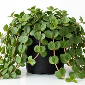 Peperomia Live Plant – Tropical Houseplant – 4