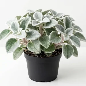 Peperomia Live Plant – Tropical Houseplant – 4