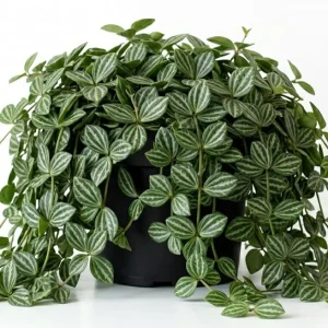 Peperomia Live Plant – Tropical Houseplant – 4