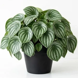 Peperomia Live Plant – Tropical Houseplant – 4