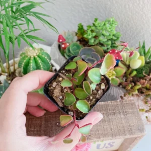 Peperomia Ruby Cascade Live Plant – Trailing Succulent Indoor - Image 2