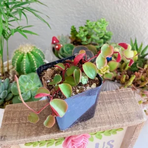 Peperomia Ruby Cascade Live Plant – Trailing Succulent Indoor - Image 3
