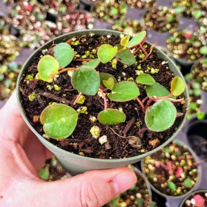 Peperomia Ruby Cascade Live Plant – Trailing Succulent Indoor - Image 4