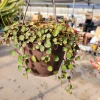 Peperomia Ruby Cascade Live Plant – Trailing Succulent Indoor - Image 1