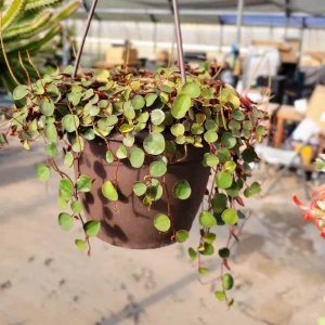 Peperomia Ruby Cascade Live Plant – Trailing Succulent Indoor - Image 1