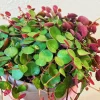 Peperomia Ruby Cascade Live Plant – Trailing Succulent – 2 inch Pot – Indoor - Image 1