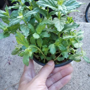 Peppermint Live Plant – 6 Inch Pot – Fragrant Culinary Herb - Image 2