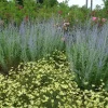 Perovskia Russian Sage 'Little Spire' Live Plant - Starter Size, Zones 5-9 - Image 1