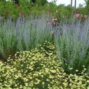 Perovskia Russian Sage 'Little Spire' Live Plant - Starter Size, Zones 5-9 - Image 1