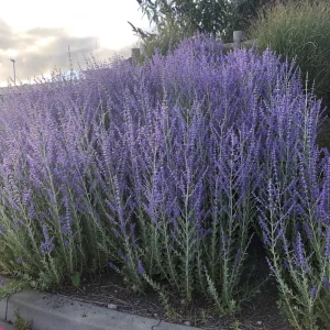 Perovskia Russian Sage 'Little Spire' Live Plant - Starter Size, Zones 5-9 - Image 2