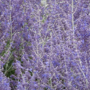 Perovskia Russian Sage 'Little Spire' Live Plant - Starter Size, Zones 5-9 - Image 3