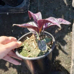 Persian Shield Live Plant, 6 Inch Pot, Indoor Houseplant - Image 2