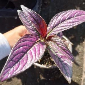 Persian Shield Live Plant, 6 Inch Pot, Indoor Houseplant - Image 3
