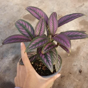 Persian Shield Live Plant, 6 Inch Pot, Indoor Houseplant - Image 1