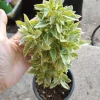 Pesto Perpetuo Basil Live Plant – 6 Inch Pot – Fragrant Herb - Image 1