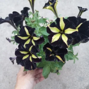 Petunia Live Plant - Vibrant Flowers in 6 inch High Pot for Garden - Image 2