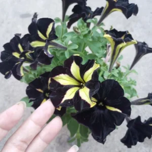 Petunia Live Plant - Vibrant Flowers in 6 inch High Pot for Garden - Image 3