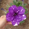Petunia Sky Live Plant – 6 Inch Pot – Vibrant Flowering Annual - Image 1