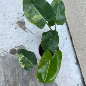 Philodendron Burle Marx Live Plant – Easy Care Tropical Houseplant for Indoor Decor - Image 2